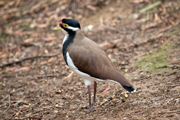 this is a side view of a  banded lapwing