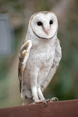 the barn owl is perched on a fence