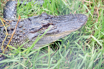 the allagtor is hiding in the long grass