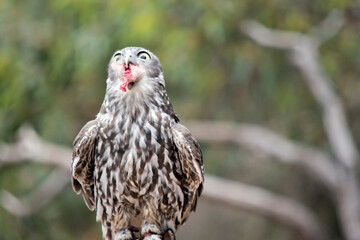 the barking owl has yellow eyes and brown and white feathers