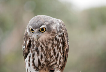 this is a close up of a barking owl