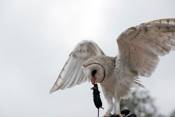 the barn owl is eating a black mouse