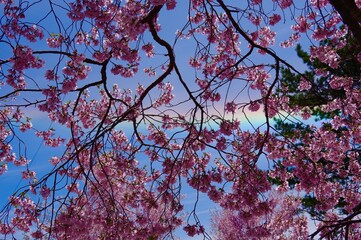 桜と虹