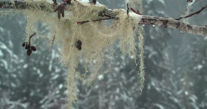 Grandfathers Beard Moss Hanging from Tree Branch in Winter Season