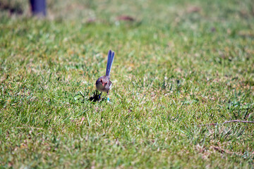 the female fairy wren is standing on lush grass
