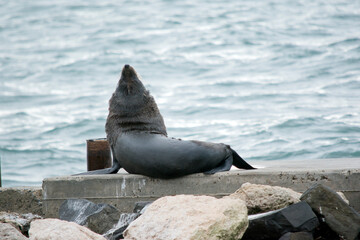 the fur seal is resting on a small pier