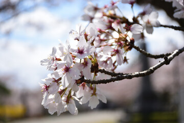 青空と桜
