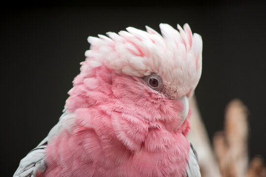 this is a close up of a galah