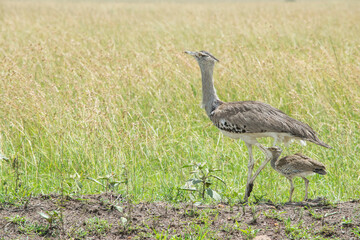 Kori Bustard Mother and Her Chick (Massai Mara National Reserve, Kenya).