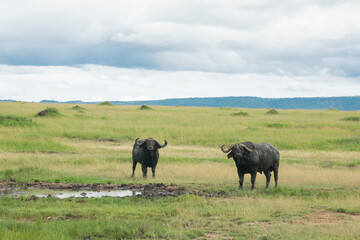 Cape Buffalo Grazing in the Maasai Mara, Kenya.