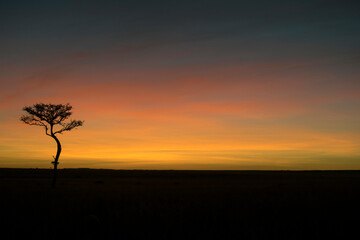 Fototapeta na wymiar Sunrise and Tree Silhouette in Maasai Mara National Reserve, Kenya.