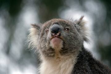 this is a close up of a koala