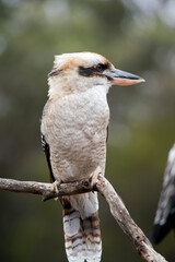 Obraz premium this is a close up of a laughing kookaburra