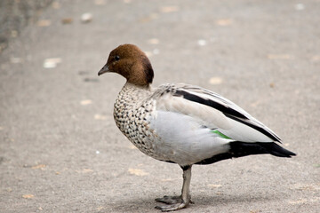 the male Australian wood duck or maned duck has brown feathers on the back of its neck that looks like a horses mane