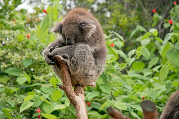 the koala is an australian marsupial that only eats gum leaves
