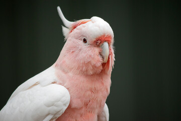 the major mitchell has a pink face and chest, it has white wings