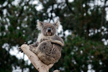 the koala is at the top of the tree, the koala is a marsupial