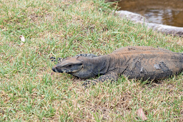 this is a side view of a lace lizard