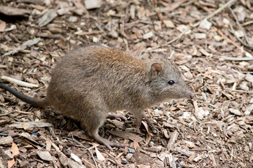 the long nosed potoroo looks similar to a rat
