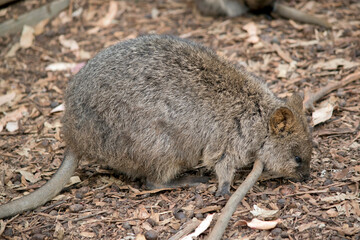 this is a side view of a quokka