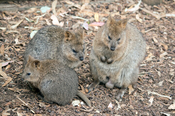 the quokka is a small marsupial