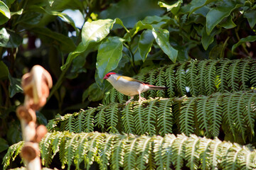 the red browed finch is perched on a fern