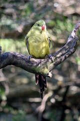 this is a female regent parrot