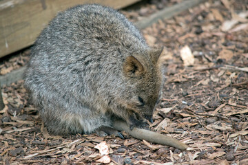 the quokka is a small brownand grey marsupial with a cute face