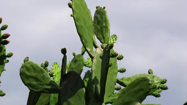 Opuntia cochenillifera (Also called Warm hand, nopal cactus) with a natural background. Opuntia cochenillifera is one of cactus species