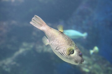 white spotted puffer fish swimming near coral reef