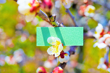 Obraz na płótnie Canvas 鴬宿という品種の白梅を飾った緑のタイトルフレームのモックアップ