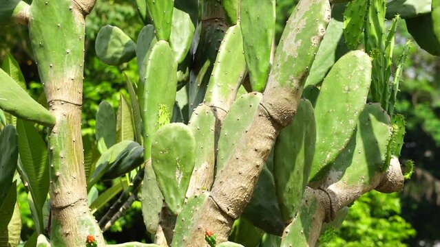 Opuntia cochenillifera (Also called Warm hand, nopal cactus) with a natural background. Opuntia cochenillifera is one of cactus species