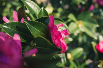 Pink camellia