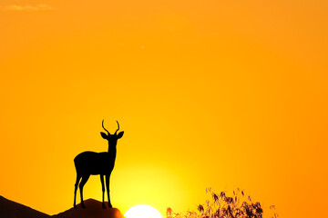 Fototapeta na wymiar Silhouette single dear with horn standing on orange sky and sunrise nature background