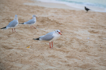 a few white seagulls walk along the seashore in summer