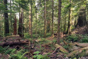 forest in the forest