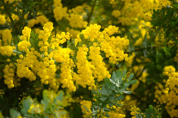 庭の黄色いミモザの花のクローズアップ