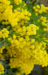庭の黄色いミモザの花のクローズアップ