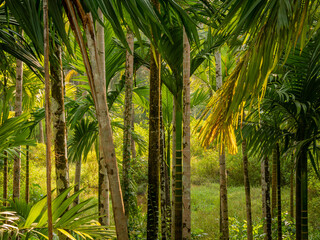 Naklejka premium Background of Bamboo trees.