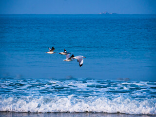 Fototapeta na wymiar Seagulls flying above blue  Arabian sea