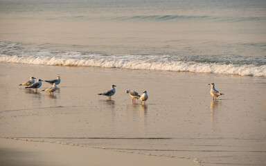 Seagulls at Arabian sea