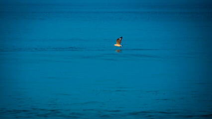 Fototapeta premium Seagulls&nbsp;flying above blue&nbsp; Arabian sea at Tarkarli