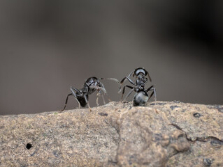 two small black garden ants on the branch