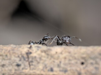 little black garden ant bites another ant's leg