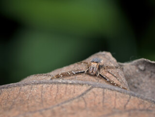 brown crab spider camouflage  on the dried leaf