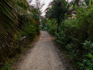 Fototapeta na wymiar Pathway through forest of trees