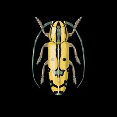 Agiscoschema Nigroscriptum