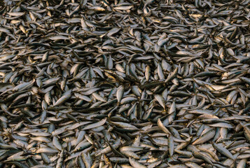 Fresh fish catch on sale at local fish market in Maharashtra