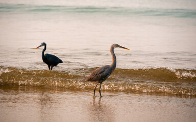 Group of herons at sea shore at Tarkarli, Malvan