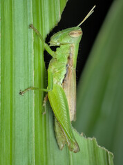 Rice grasshopper eat palm leaf